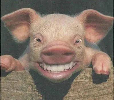 Cerdo animado - Imagui