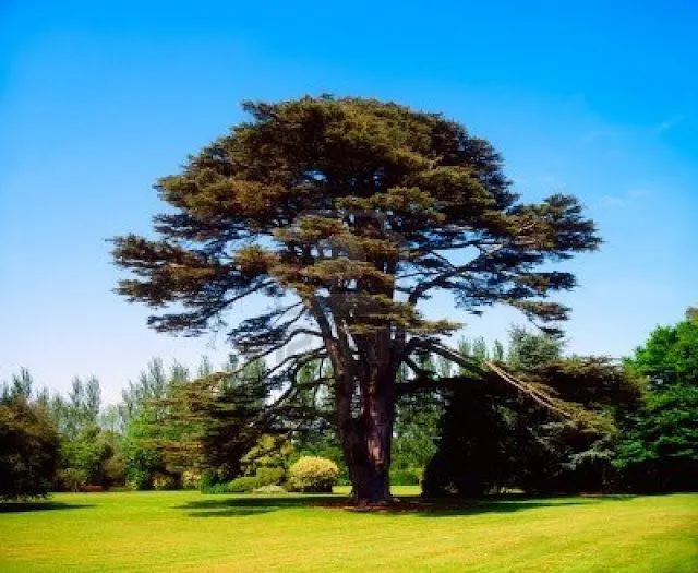UN BLOG PARA COMPARTIR: EL GRAN ARBOL DE LA HUMANIDAD: LOS ÁRBOLES ...