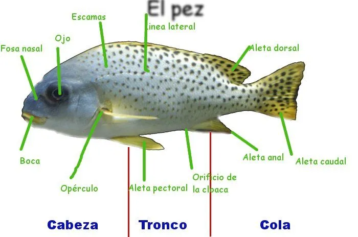 el blog de curro: Partes del pez