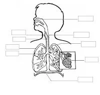 Dibujos para colorear del sistema respiratorio humano - Imagui