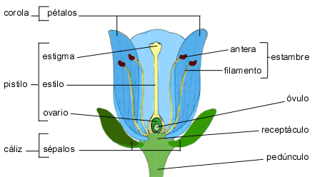 Blog de Diversificación: La flor y sus partes