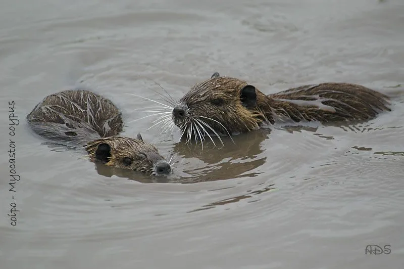 Blog de divulgación sobre la Reserva Natural Puerto Mar del Plata ... Blog de divulgación sobre la Reserva Natural Puerto Mar del Plata ...