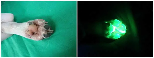 Blog do Prof. Raphaell: Cachorro fluorescente Blog do Prof. Raphaell: Cachorro fluorescente