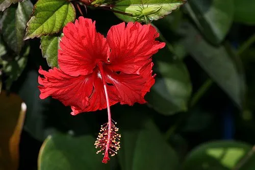 Blog Educativo Flora Silvestre del Zulia: Descripción de la Flora ... Blog Educativo Flora Silvestre del Zulia: Descripción de la Flora ...