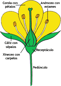 BLOG ESCOLAR: DIBUJOS DE LA FLOR Y SUS PARTES BLOG ESCOLAR: DIBUJOS DE LA FLOR Y SUS PARTES