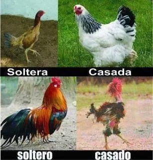 BLOG ESCOMBRISMO: ¿QUÉ ASPECTO TIENE? Y las imágenes CHUSCAS ...