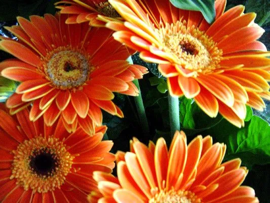 Blogs sobre paisajismo, jardinería, plantas y flores – Dayana Blogs sobre paisajismo, jardinería, plantas y flores – Dayana