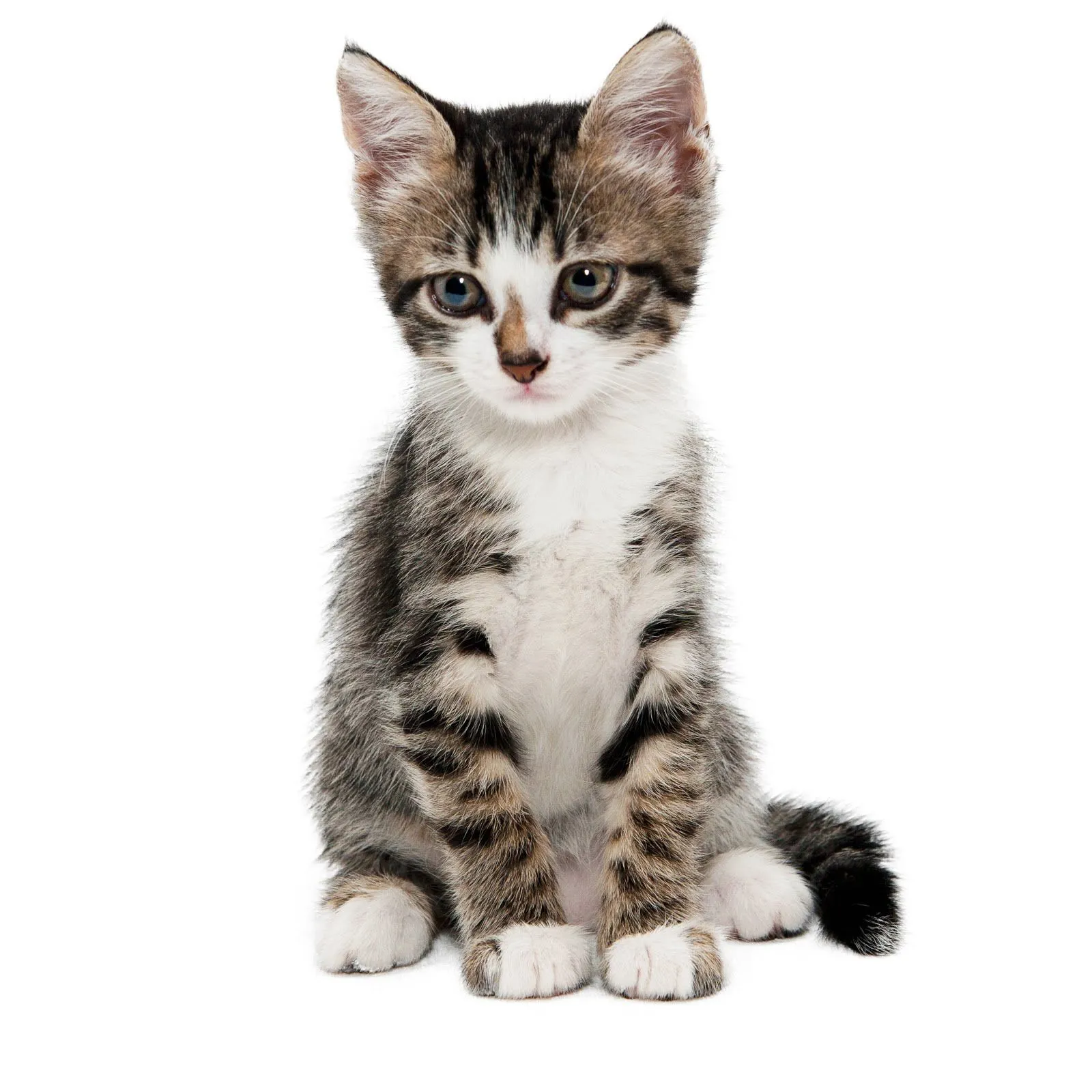 gatitos | Publish with Glogster!