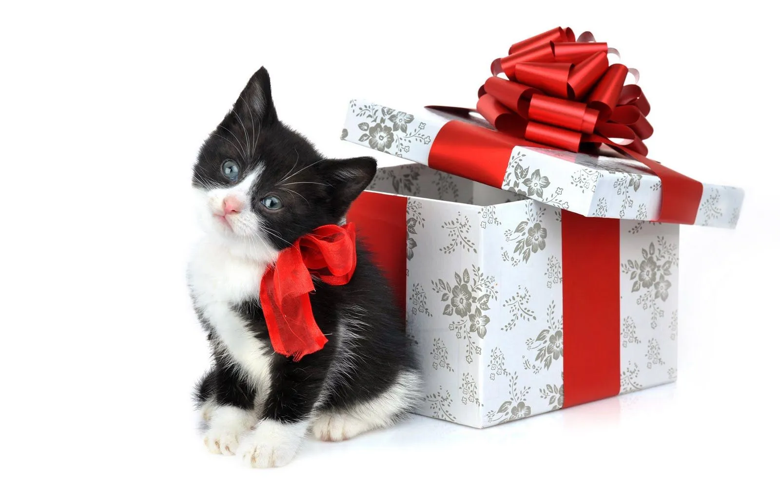 El blog de los gatitos: Especial navideño tercero El blog de los gatitos: Especial navideño tercero