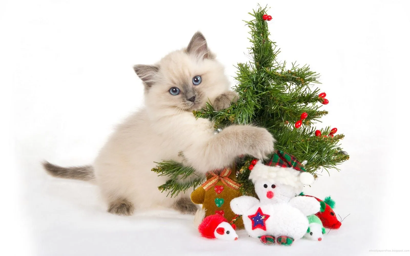 El blog de los gatitos: Especial navideño segundo El blog de los gatitos: Especial navideño segundo