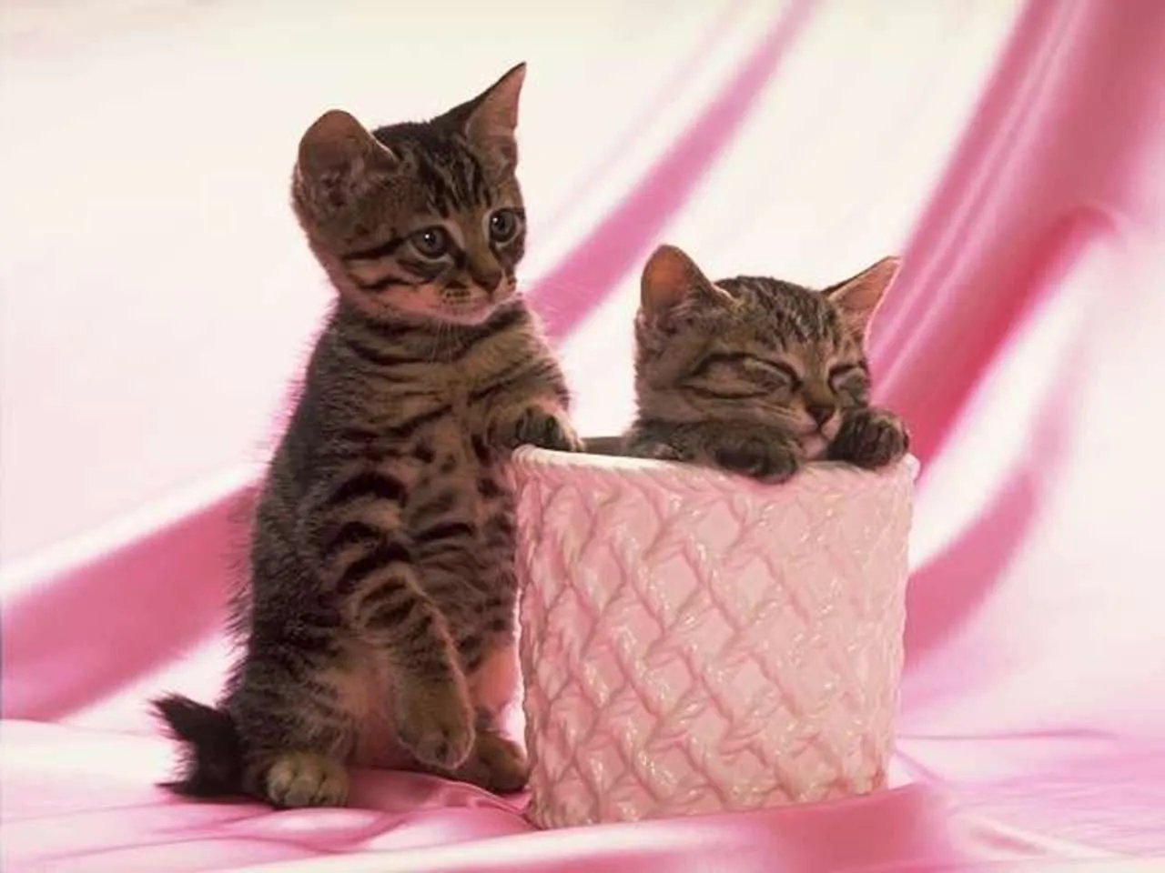 El blog de los gatitos: Entre rosado (N° 162) El blog de los gatitos: Entre rosado (N° 162)
