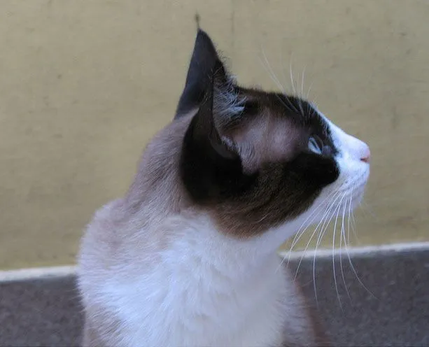 Gato de perfil - Imagui