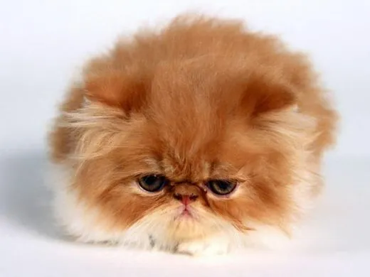 blog de gatos persas | Just another WordPress.com weblog