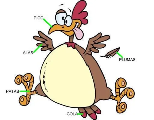 EL BLOG DE HUESITOS: LAS AVES