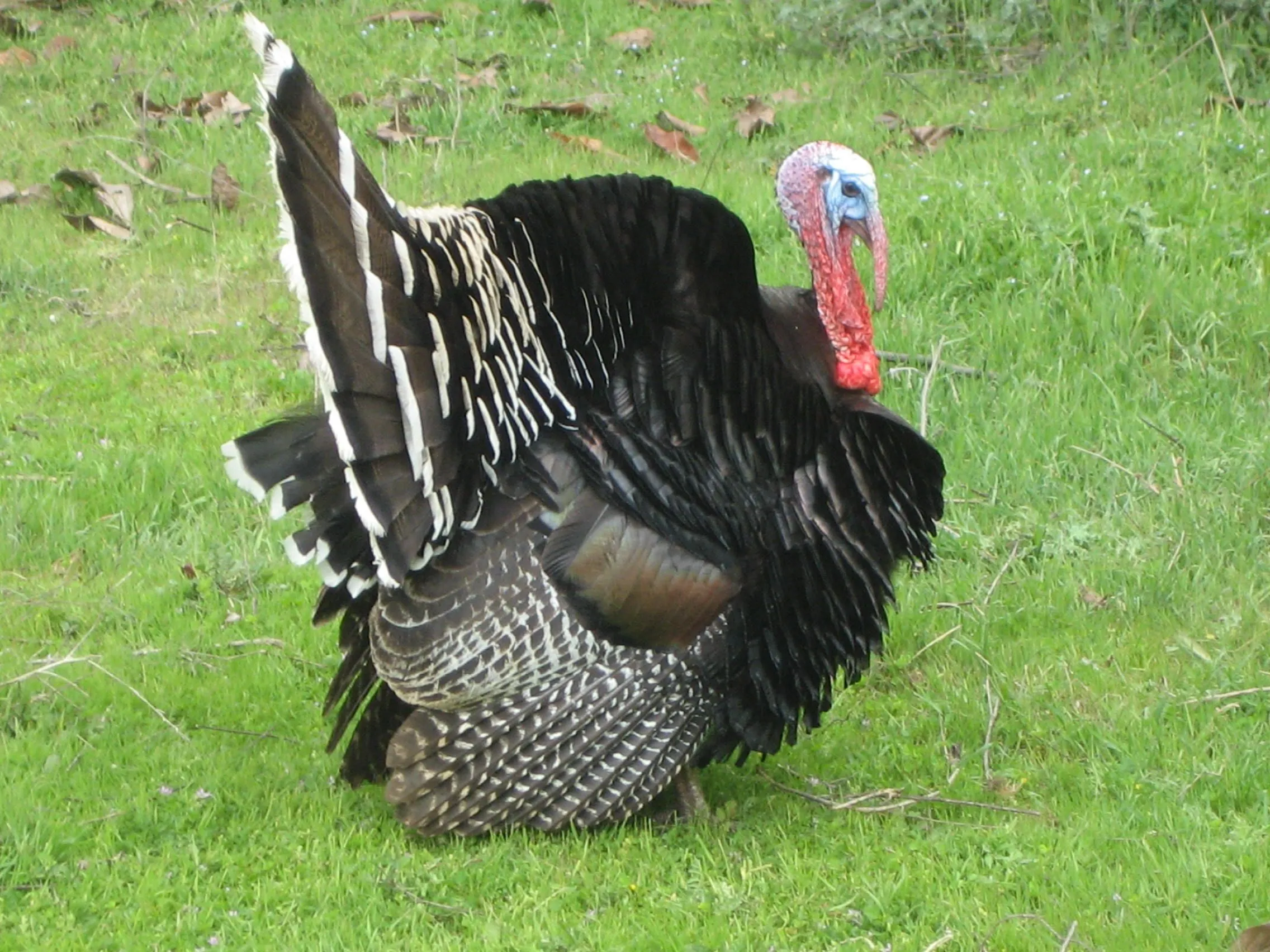 El blog de Idioma Español de 2º año - Profesora Dánisa Garderes ...