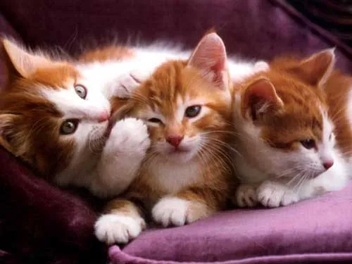 mi blog: IMAGENES DE GATITOS TIERNOS