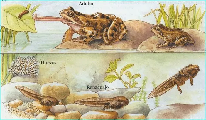 NUESTRO BLOG INTERCENTROS: Ciclo de vida de un anfibio