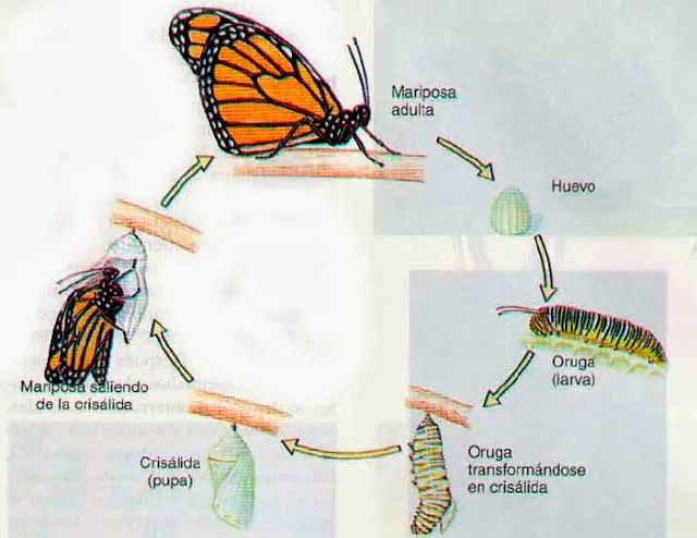 NUESTRO BLOG INTERCENTROS: Los ciclos de los animales NUESTRO BLOG INTERCENTROS: Los ciclos de los animales