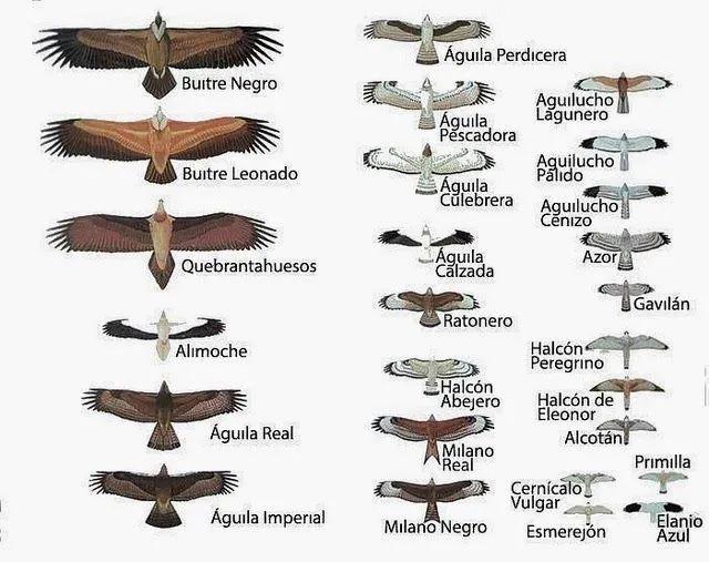 Blog de José Antonio Borreguero Rolo : Silueta en vuelo de las ...