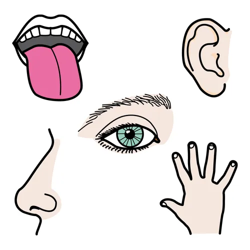 Imagenes animadas de los 5 sentidos - Imagui
