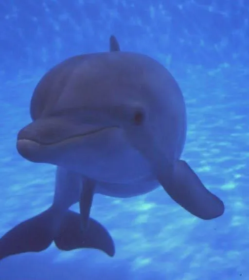 BLOG CONTRA EL MALTRATO ANIMAL: DELFINES