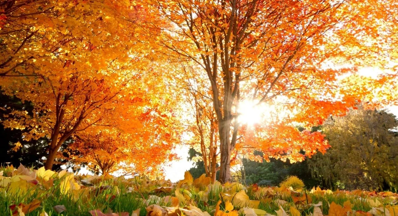 El Blog de Marcelo: 15 Nuevos paisajes del otoño: ¡Maravillas de ...