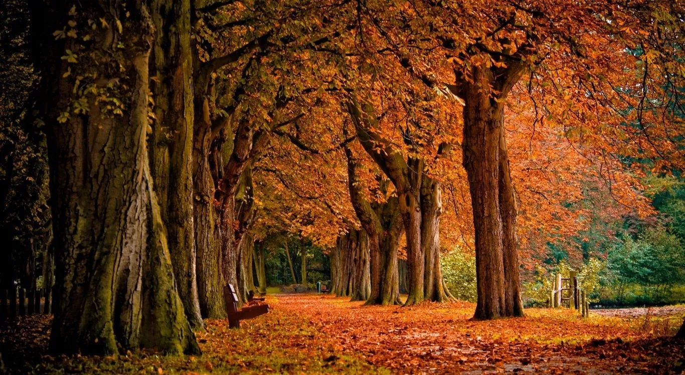 El Blog de Marcelo: 15 Nuevos paisajes del otoño: ¡Maravillas de ... El Blog de Marcelo: 15 Nuevos paisajes del otoño: ¡Maravillas de ...