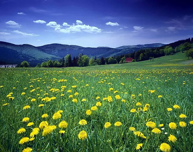 El Blog de Marcelo: Paisajes de Primavera