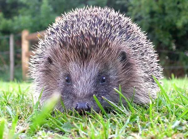El Blog de Marybel: ANIMALES QUE HIBERNAN Y ANIMALES QUE MIGRAN El Blog de Marybel: ANIMALES QUE HIBERNAN Y ANIMALES QUE MIGRAN