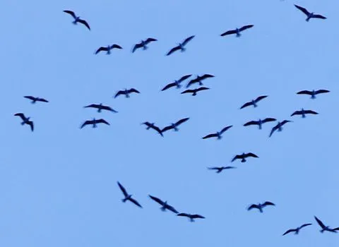 El blog de navidad: Lo importante no es volar alto, sino hacerlo ... El blog de navidad: Lo importante no es volar alto, sino hacerlo ...
