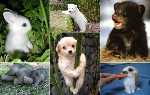 El blog del NEGRO Cortés: Los animales más dulces El blog del NEGRO Cortés: Los animales más dulces