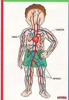 Blog de los niños: El cuerpo humano