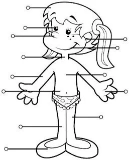 Blog de los niños: El cuerpo humano