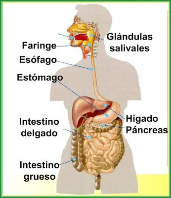 Blog de los niños: El cuerpo humano