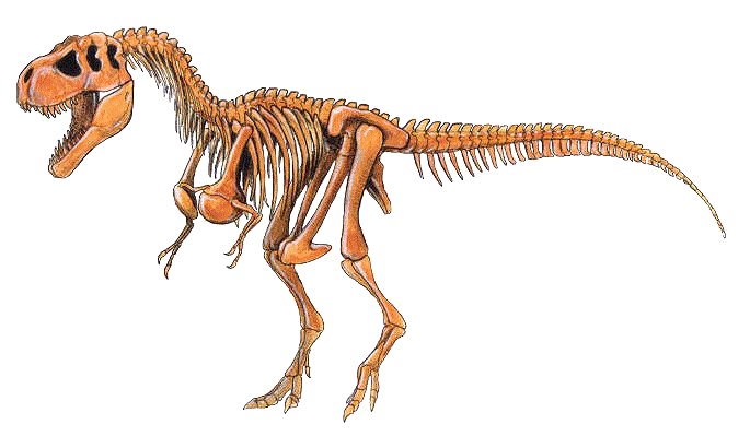 Blog de los niños: DINOSAURIOS: Tipos de dinosaurios Blog de los niños: DINOSAURIOS: Tipos de dinosaurios