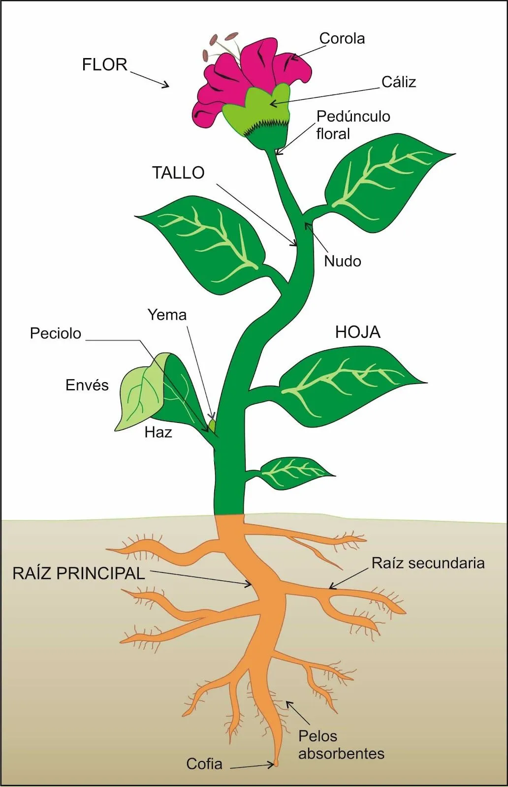 Blog de los niños: PLANTAS