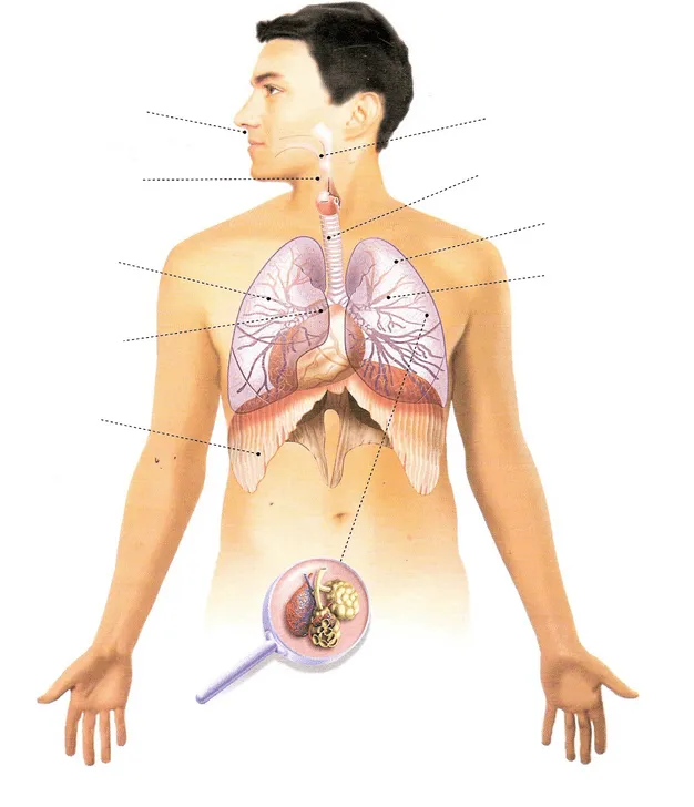 El blog de Nito y Sito: ESQUEMAS ESCOLARES DEL CUERPO HUMANO