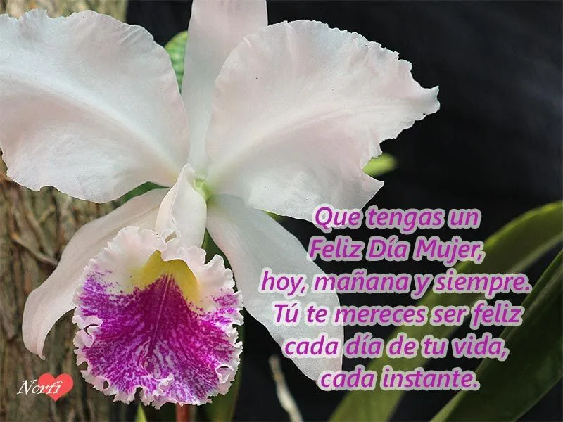 Poemas, frases e imágenes de homenaje y felicitación a la mujer Poemas, frases e imágenes de homenaje y felicitación a la mujer