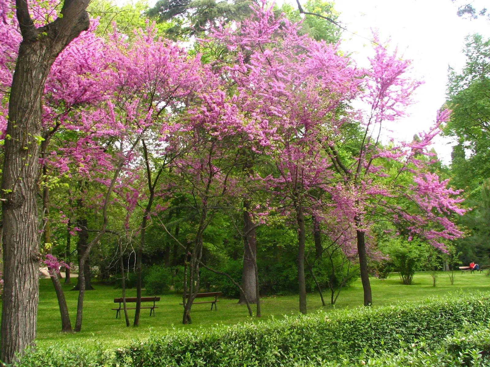 El blog de Los Peñotes: Quien a buen árbol se arrima... El blog de Los Peñotes: Quien a buen árbol se arrima...