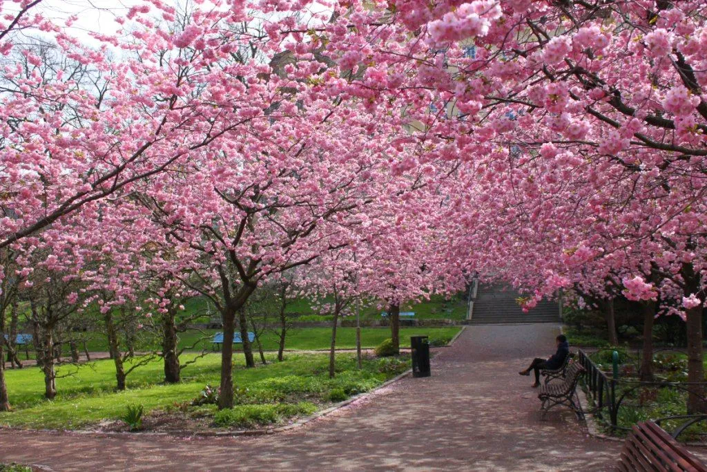 El blog de Los Peñotes: La vie en rose...
