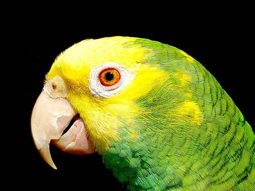 El Blog Del Perico: Fotos de Pericos