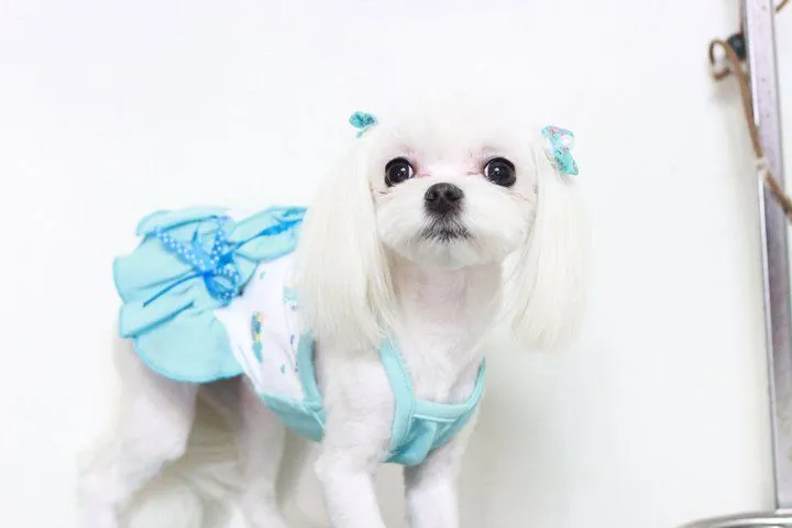 Blog de Perros Miniaturas: Accesorios y vestimenta del Perro ... Blog de Perros Miniaturas: Accesorios y vestimenta del Perro ...