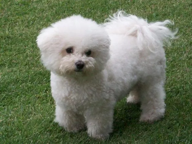 Blog de Perros Miniaturas: Bichon Frise