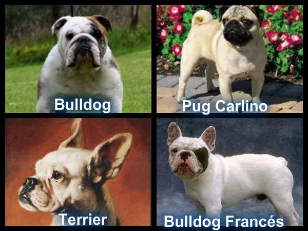 Blog de Perros Miniaturas: Bulldog Francés French Bulldog Frenchie Blog de Perros Miniaturas: Bulldog Francés French Bulldog Frenchie