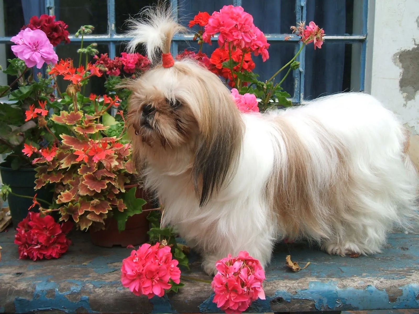 Blog de Perros Miniaturas: Cachorros Shih Tzu Blog de Perros Miniaturas: Cachorros Shih Tzu