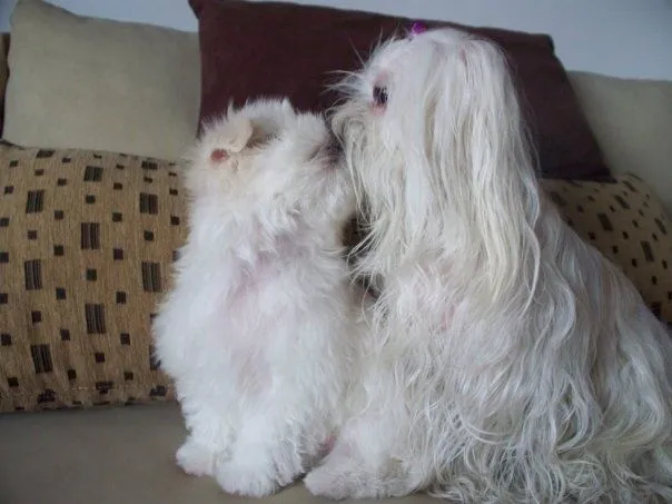 Blog de Perros Miniaturas: Como elegir un Cachorro de Bichón Maltés Blog de Perros Miniaturas: Como elegir un Cachorro de Bichón Maltés