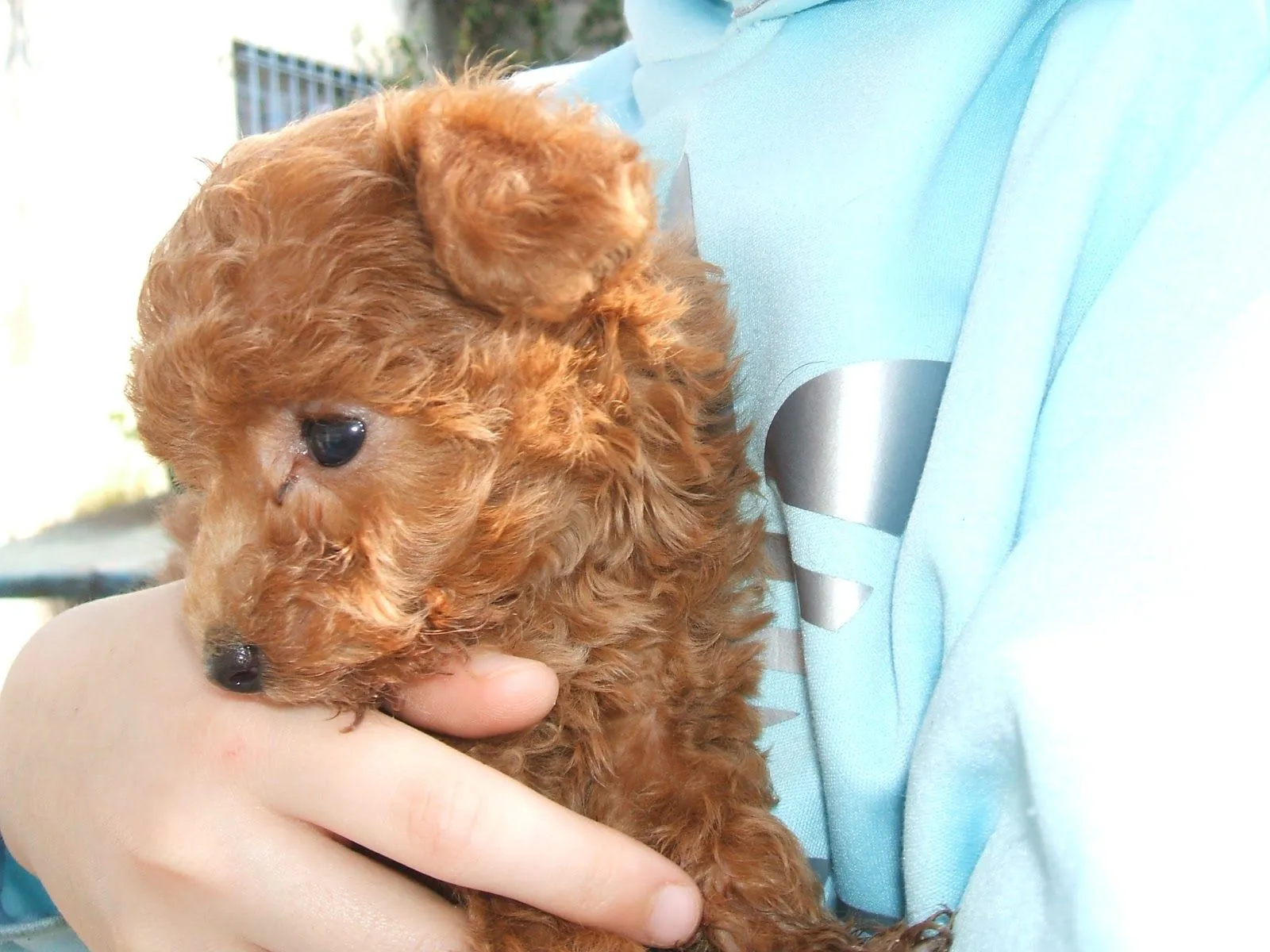 Blog de Perros Miniaturas: Cómo elegir Cachorros de Caniche/