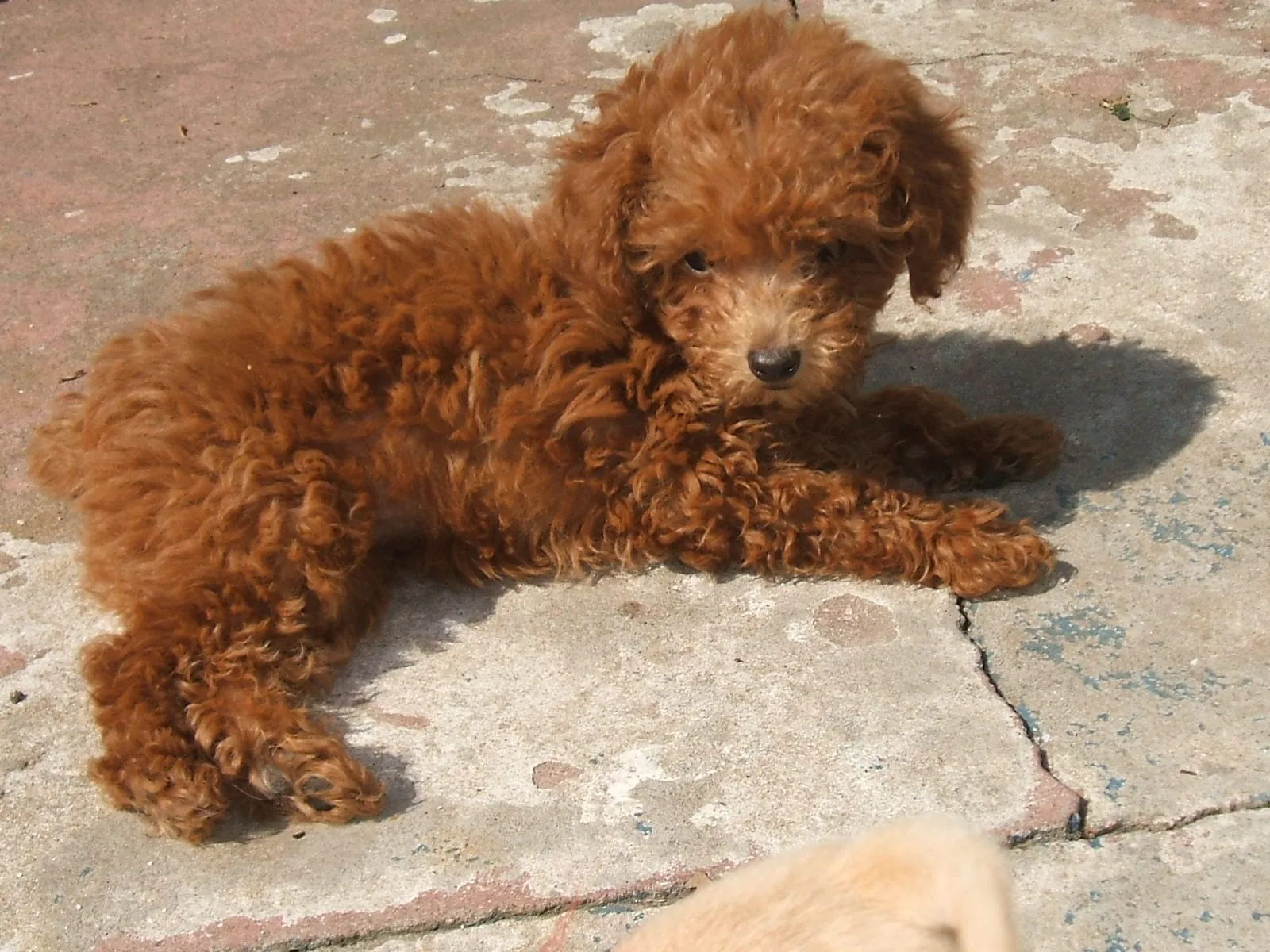 Blog de Perros Miniaturas: Cómo elegir Cachorros de Caniche/ Blog de Perros Miniaturas: Cómo elegir Cachorros de Caniche/