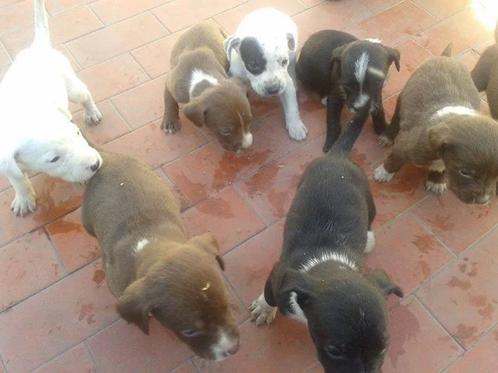 Blog de Perros Miniaturas: Perritos en Adopción Buenos Aires ...