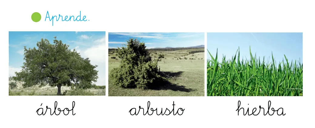 EL BLOG DE PRIMERO Y SEGUNDO DE PILI Y CHUS EL BLOG DE PRIMERO Y SEGUNDO DE PILI Y CHUS
